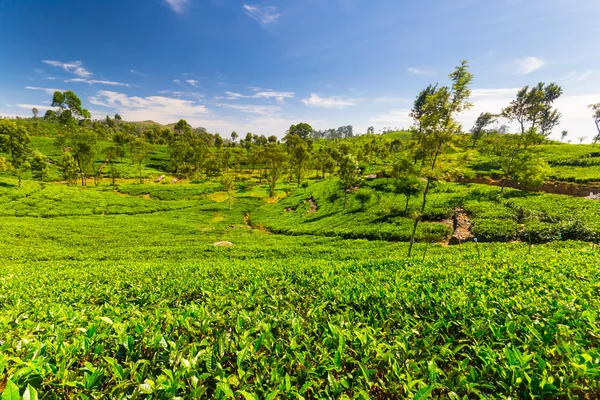 Зеленый ландшафт чайной плантации Шри-Ланки — стоковое фото