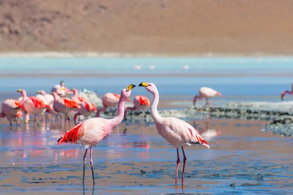 Due fenicotteri rosa alla Laguna Colorada sulle Ande boliviane — Foto Stock