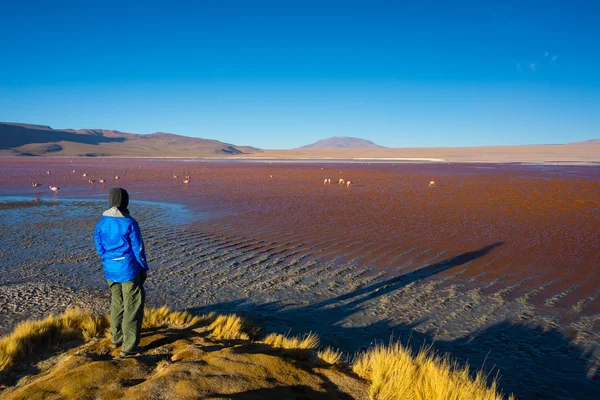 Turista na "Laguna Colorada" na Cordilheira dos Andes bolivianos — Fotografia de Stock