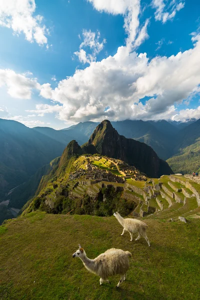 Φως του ήλιου στο Μάτσου Πίτσου, Περού, με Λάμα — Φωτογραφία Αρχείου
