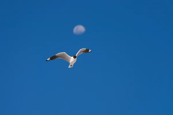 Andean Gull flying against blue sky and defocused moon — Stock Photo, Image