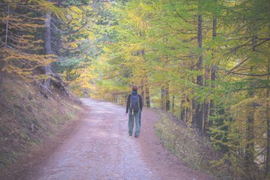 Karaçam ağacı orman içinde yürüyüş, tonlu görüntü