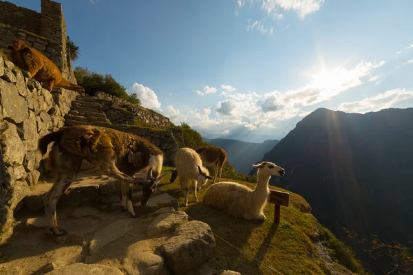 Llamas a contraluz en Machu Picchu, Perú — Foto de Stock