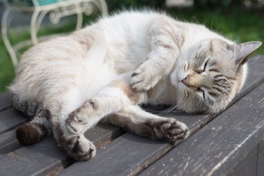 Oyun oynayan kedi bankta yalan