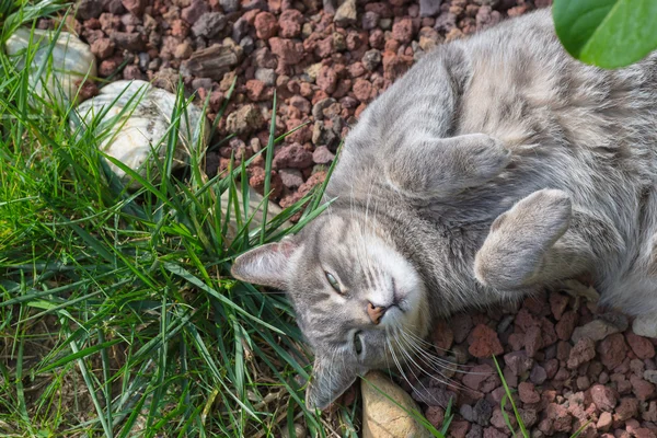 Кот лежит на траве с изогнутыми лапами — стоковое фото