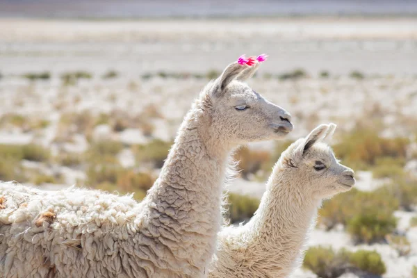 Dos llamas en el altiplano andino de Bolivia — Foto de Stock