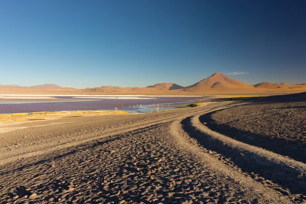 Tourist an der "laguna colorada" auf den bolivianischen Anden — Stockfoto