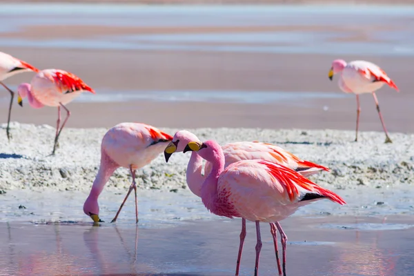 Fenicotteri rosa alla Laguna Hedionda sulle Ande boliviane — Foto Stock