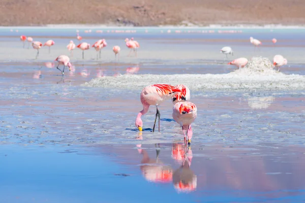 Fenicotteri rosa alla Laguna Hedionda sulle Ande boliviane — Foto Stock