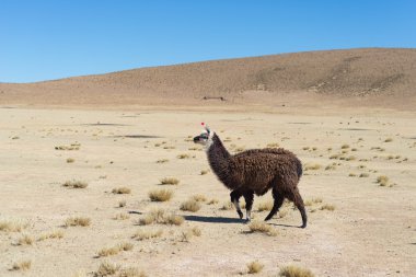Bolivya'daki and highland caddesinde bir tek Lama