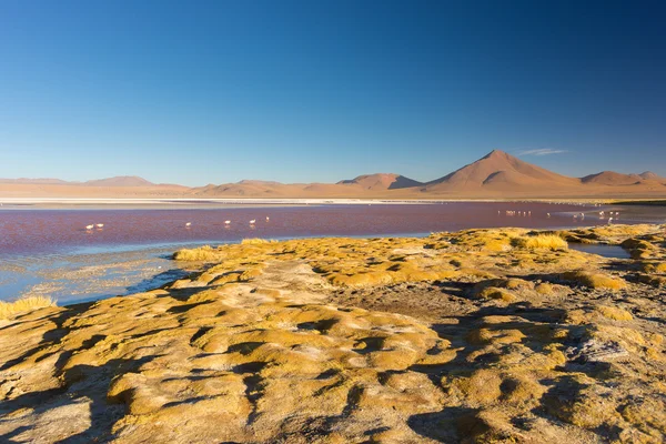 Multicolored Salt Lake with flamingos on the Bolivian Andes — Stock Photo, Image