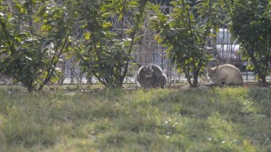 Ev bahçe çim üzerinde iki yerli kedi