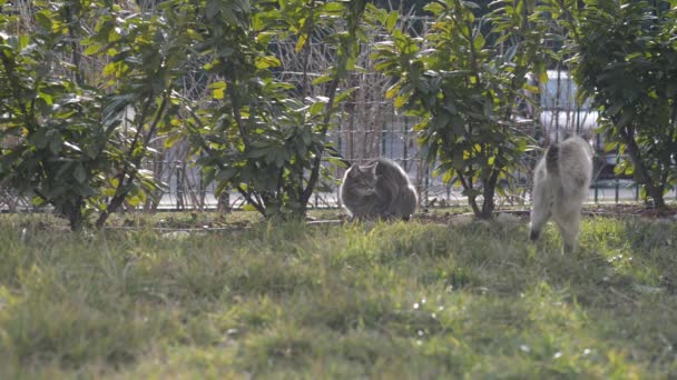 Två huskatter på gräset i hemmet trädgården — Stockvideo