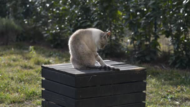 Домашня кішка на лавці в домашньому саду — стокове відео
