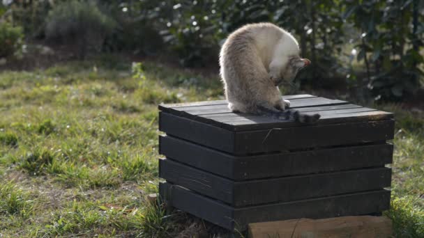 Gato doméstico en banco en casa jardín — Vídeos de Stock