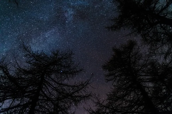 El cielo estrellado visto desde el bosque negro de coníferas — Foto de Stock