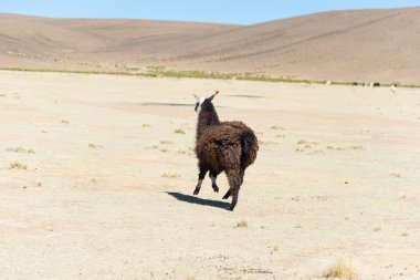 Bolivya'daki and highland caddesinde bir tek Lama