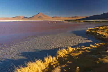 Necklac Tuz Gölü flamingolar Bolivya Andes tarih ile