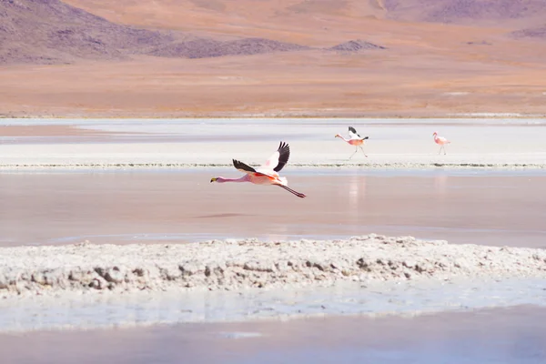 Pink flamingo flying over salt lake on the Bolivian Andes — Stock Photo, Image