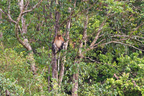 Scimmia Proboscide nella foresta pluviale del Borneo — Foto Stock