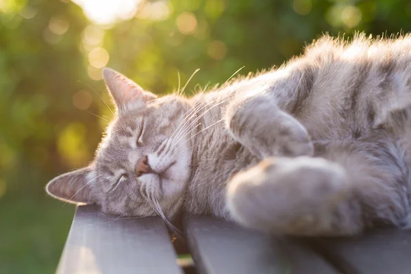 Cat berbaring di bangku di backlight saat matahari terbenam — Stok Foto