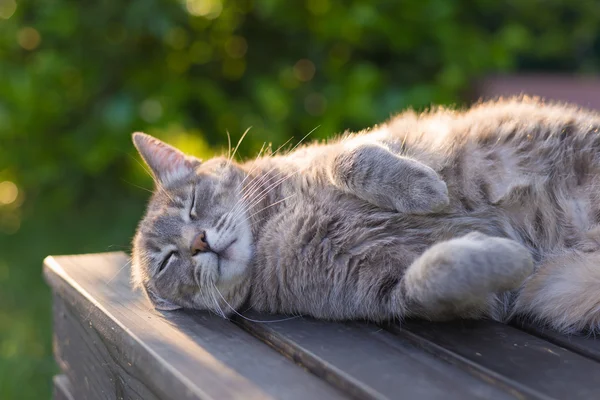 Gato deitado no banco ao pôr-do-sol — Fotografia de Stock