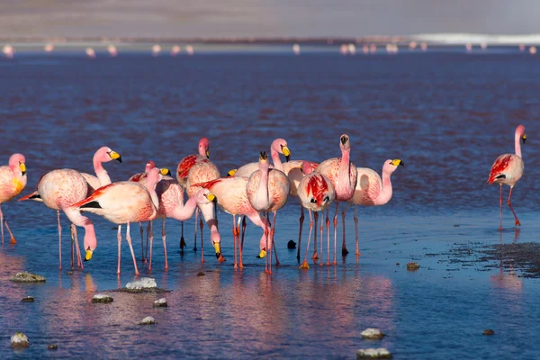 Розовые фламинго на "Laguna Colorada" в боливийских Андах — стоковое фото