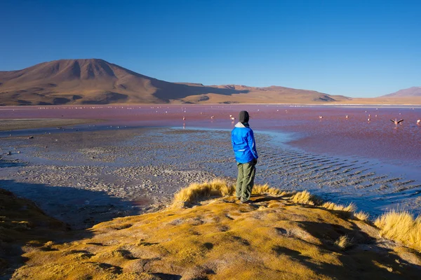 Tourist at "Laguna Colorada" on the Bolivian Andes — Stock Photo, Image