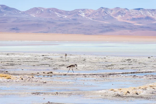 Flamingos at "Aguas Termales" lake on the Bolivian Andes — Stock Photo, Image