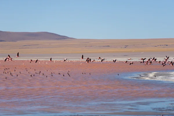 Group of pink flamingo flying over salt lake, Bolivian Andes — Stock Photo, Image