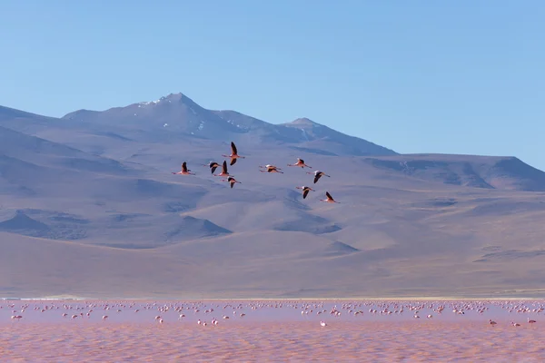 Group of pink flamingo flying over salt lake, Bolivian Andes — Stock Photo, Image