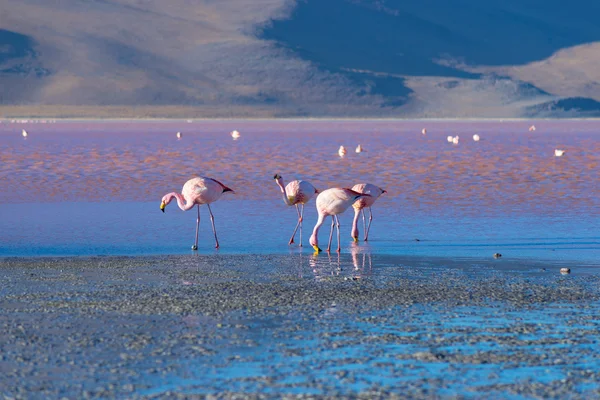 Pink flamingos at "Laguna Colorada" on the Bolivian Andes — Stock Photo, Image