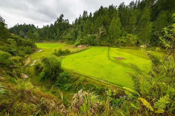 Svěží zelená rýže pole, rozlehlou krajinu v Indonésii — Stock fotografie