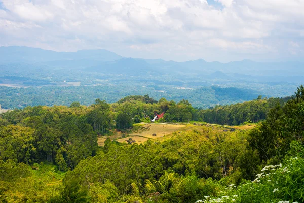 Champ de riz vert luxuriant, vaste paysage en Indonésie — Photo