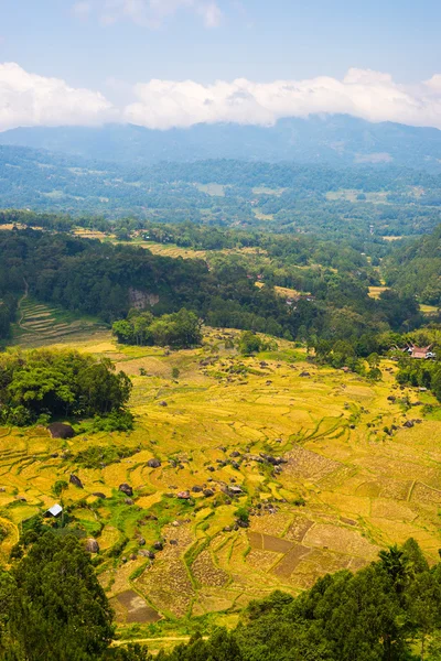 Frodiga gröna risfält, expansiva landskap i Indonesien — Stockfoto