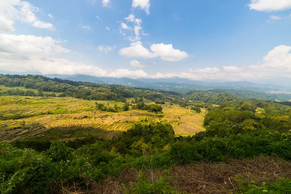 Campo de arroz verde exuberante, paisaje expansivo en Indonesia — Foto de Stock