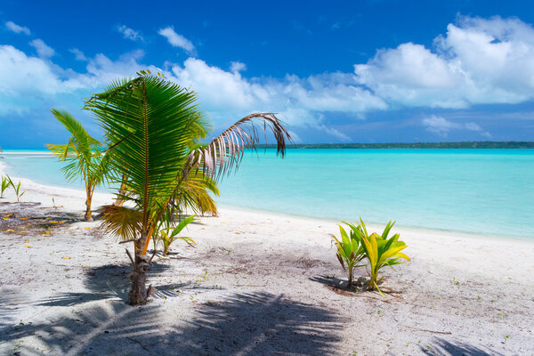 Palm tree growing up on Aitutaki beach, Cook Islands