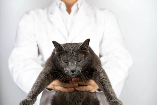 A vet who treats cute cats and diseases