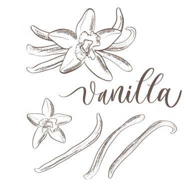 Vanilya - resimli el yapımı harf yazması.