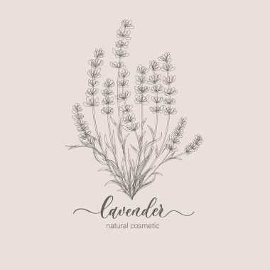 Lavanta logosu ve dalı. El yapımı düğün otları, bitki ve baş harfleri davetiye için, tarihi kaydet, kart tasarımı. Botanik kırsal trend yeşillik vektör çizimi.
