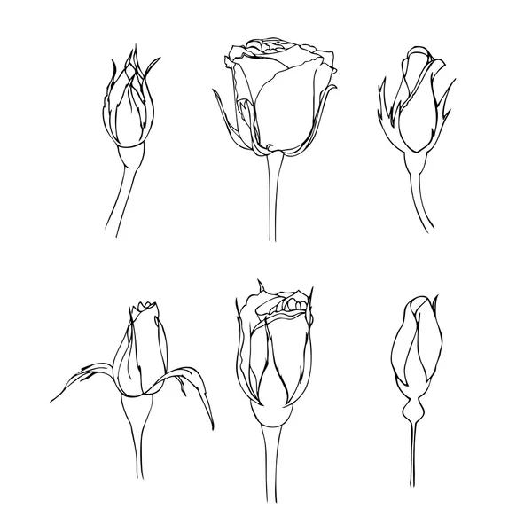 Set di rose vettoriali . — Vettoriale Stock