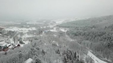 Kış ormanının hava fotoğrafçılığı. Karla kaplı uzun çam ağaçları