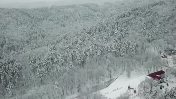 Fotografi udara dari hutan musim dingin. Pohon pinus tinggi ditutupi dengan salju — Stok Video