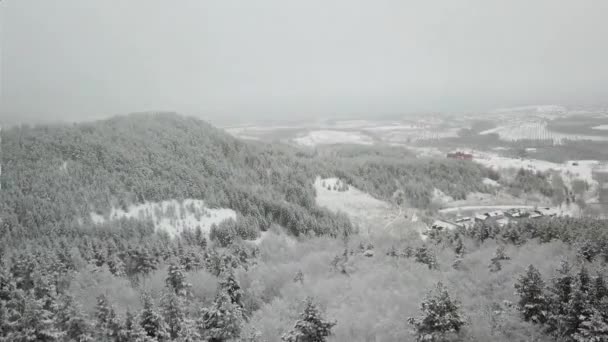 冬季森林的空中摄影。被雪覆盖的高大松树 — 图库视频影像