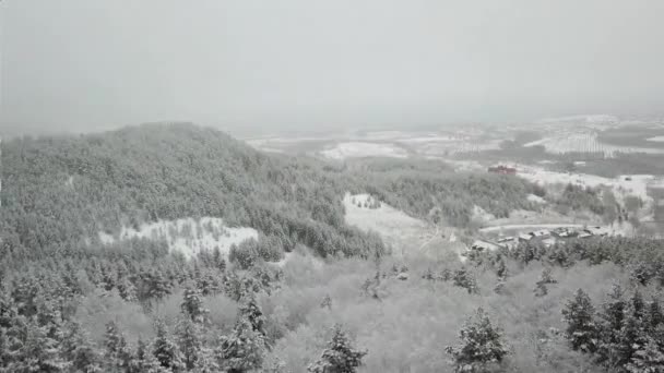 Fotografía aérea del bosque invernal. Pinos altos cubiertos de nieve — Vídeos de Stock