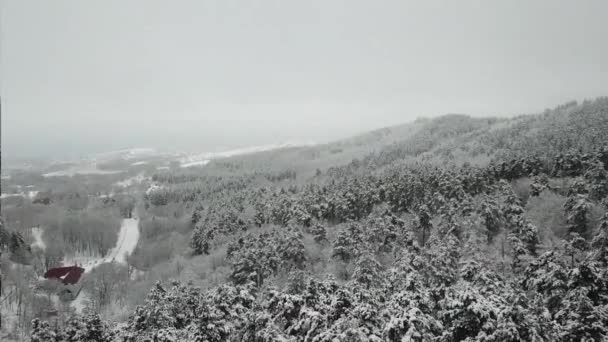 Photographie aérienne de la forêt d'hiver. Pins hauts couverts de neige — Video