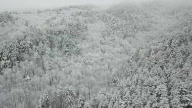 Kış ormanının hava fotoğrafçılığı. Karla kaplı uzun çam ağaçları