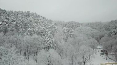 Kış ormanının hava fotoğrafçılığı. Karla kaplı uzun çam ağaçları