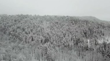 Kış ormanının hava fotoğrafçılığı. Karla kaplı uzun çam ağaçları