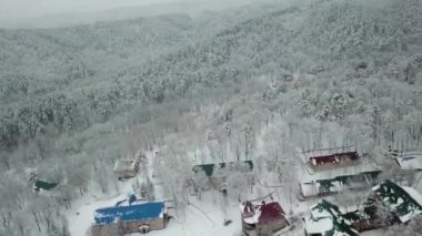Kış ormanının hava fotoğrafçılığı. Karla kaplı uzun çam ağaçları